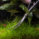 Dennerle Plant Scissors Spring 15cm Dennerle