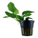Anubias nana 5cm Pot Aqua-Dip