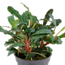 Bucephalandra theia "Red" 5cm Pot Aqua-Dip