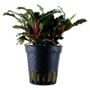 Bucephalandra theia "Red" 5cm Pot Aqua-Dip