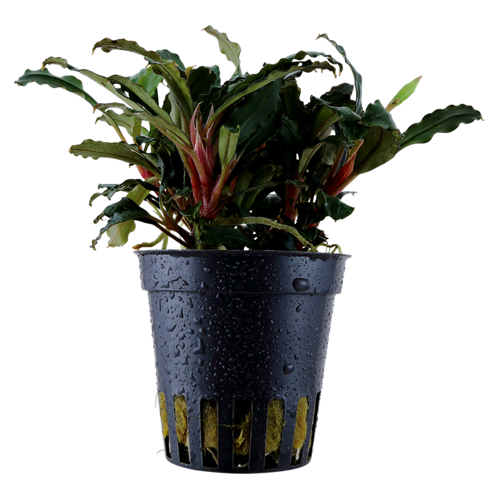 Bucephalandra theia "Red" 5cm Pot Aqua-Dip