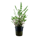 Hygrophila Pinnatifida 5cm Pot Aqua-Dip