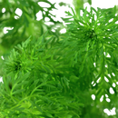 Limnophila sessiliflora "Ambulia" 5cm Pot Aqua-Dip