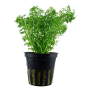 Limnophila sessiliflora "Ambulia" 5cm Pot Aqua-Dip