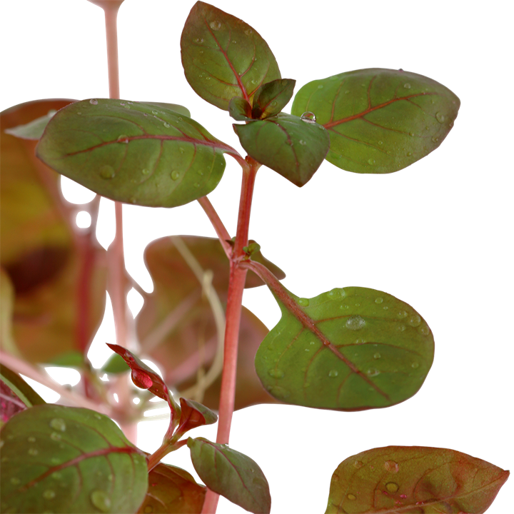 Ludwigia palustris "Mini Super Red" 5cm Pot Aqua-Dip