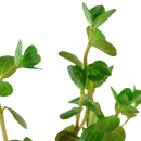 Rotala Vietnam H’ra 5cm Pot Aqua-Dip