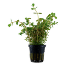 Rotala Vietnam H’ra 5cm Pot Aqua-Dip