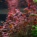 Ludwigia palustris "Mini Super Red" 5cm Pot Aqua-Dip
