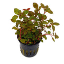 Ludwigia palustris "Mini Super Red" 5cm Pot Aqua-Dip