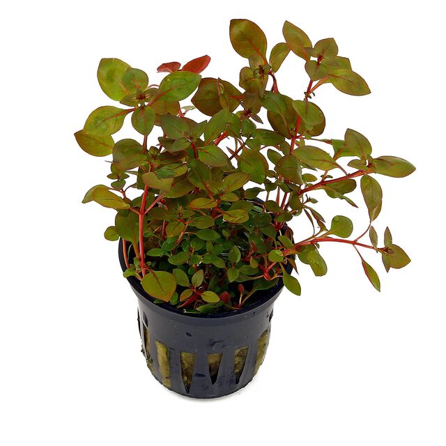 Ludwigia palustris "Mini Super Red" 5cm Pot Aqua-Dip